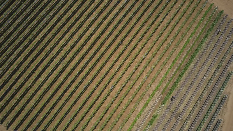 The Fence Line Fallacy: Why Your Neighbor's Playbook Is Costing You Yield and Margin