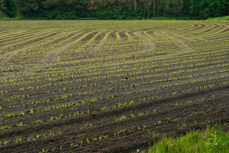 Soil Capital in Decline: How Consecutive Record Yields Are Quietly Draining the Micronutrient Bank
